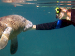Crystal River Manatees