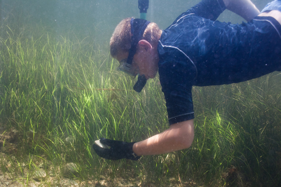 Harvesting Scallops near Crystal River, FL